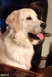AKC Male Golden Retriever At Stud Listing Image