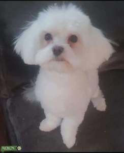 Maltese stud dog Listing Image