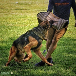 AKC German Shepherd Working Stud  Listing Image