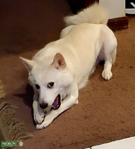 Single and Ready to Mingle AKC Male Shiba Inu Listing Image