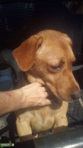 AKC REG LABRADOR RETRIEVERS IN WILLOW HILL IL Listing Image