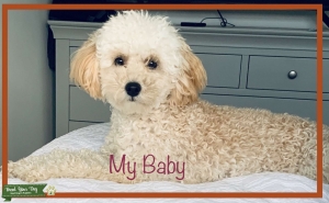stud toy poodle kc registered  Listing Image