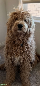 Male Goldendoodle Listing Image
