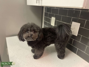 Black Shih Szu Listing Image