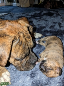 Proven CKC Boxer Brindle Stud Listing Image