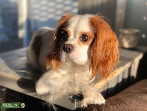 Blenheim Cavalier King Charles Spaniel Listing Image