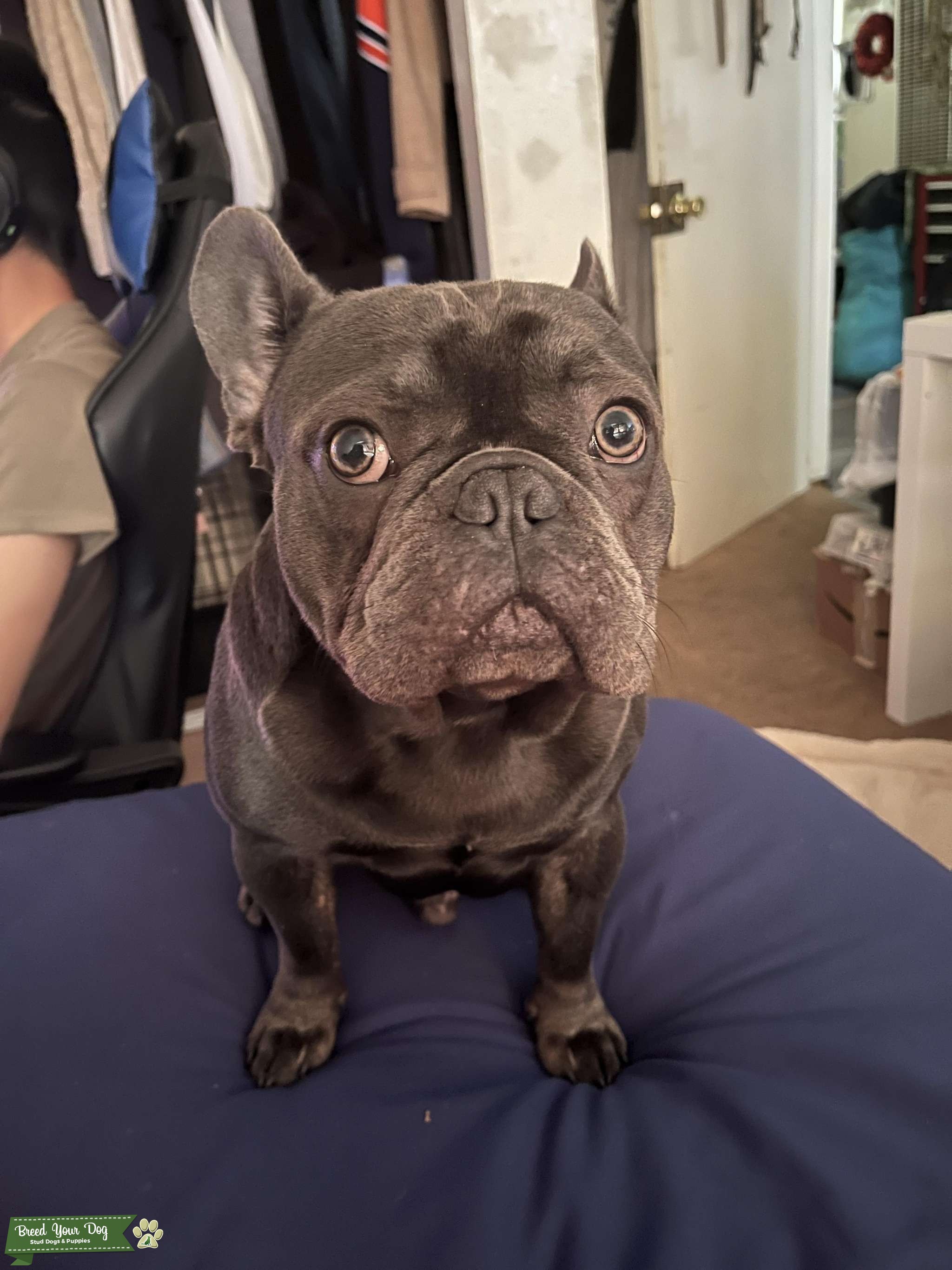 short back frenchie stud Stud Dog in san jose, california, United