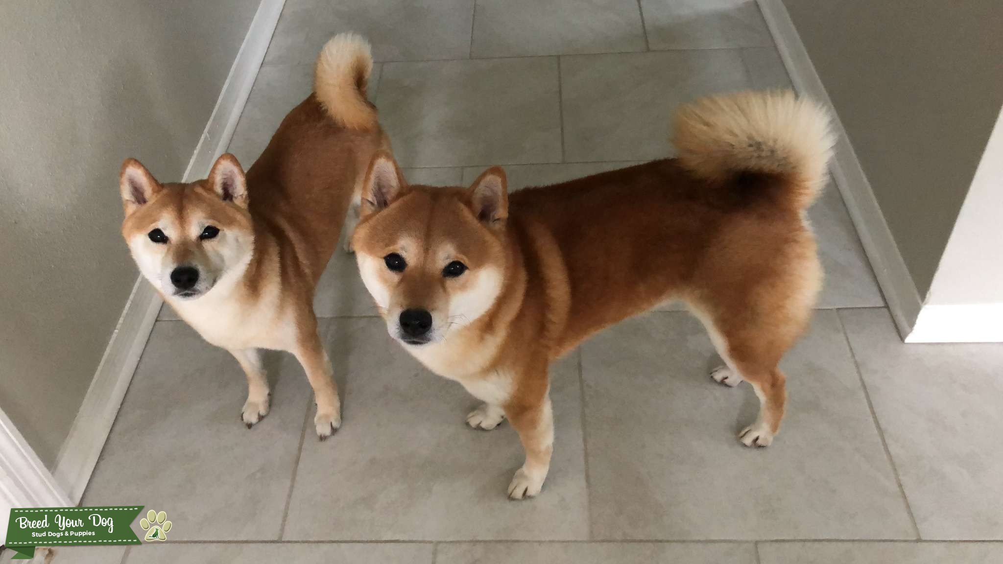 Two pure bred Shiba Inu’s Stud Dog in Southern California , United States Breed Your Dog