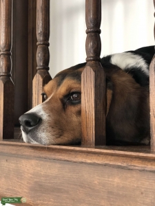 Beagle Male Listing Image