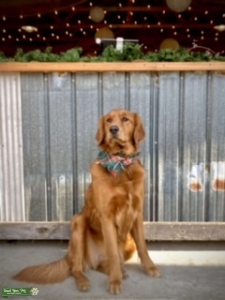 Beautiful Red Golden Retriever   Listing Image