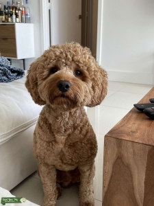 Mini F1 Goldendoodle Male for Stud Listing Image