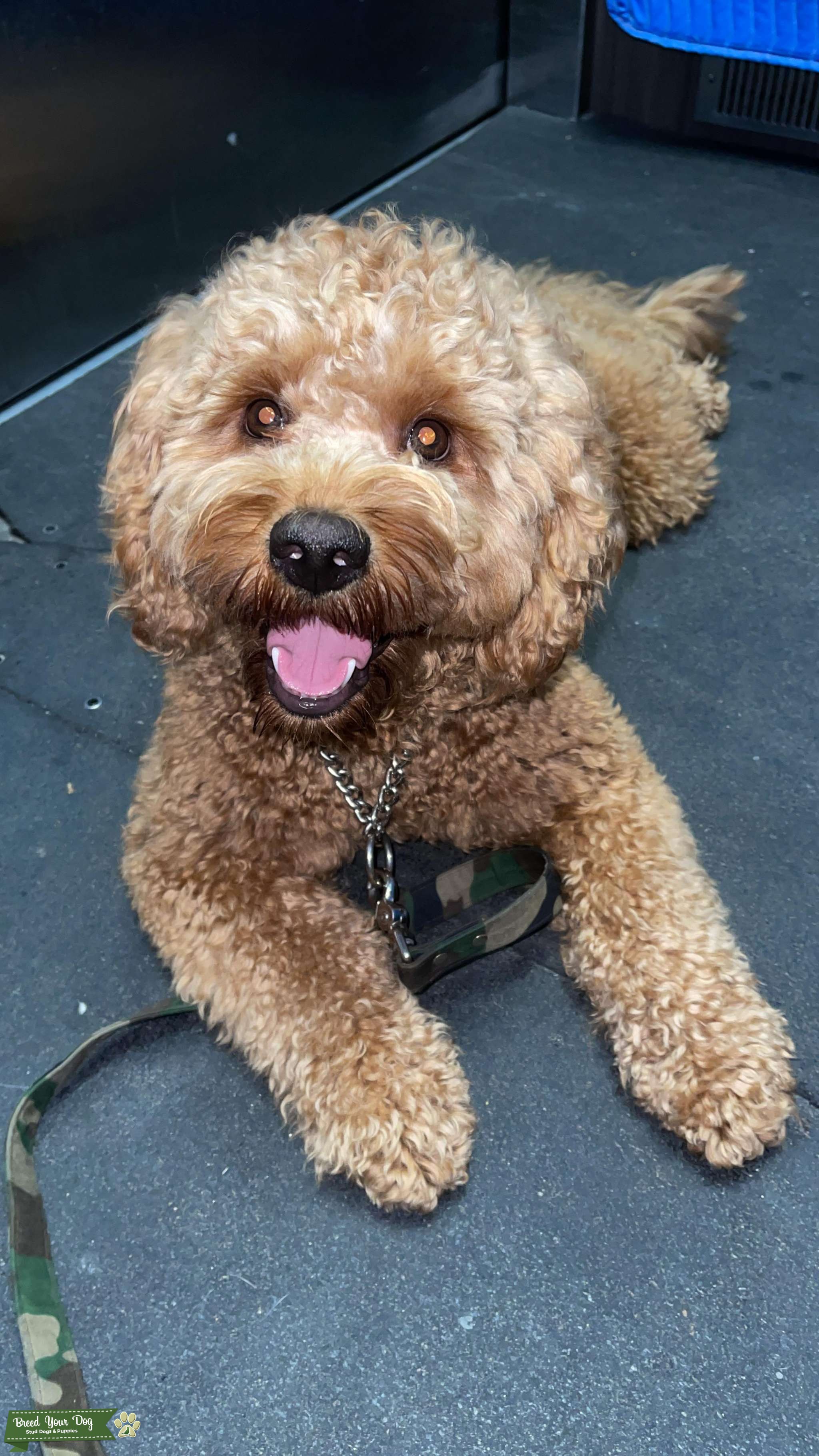 Mini F1 Goldendoodle Male for Stud Stud Dog Miami Breed Your Dog