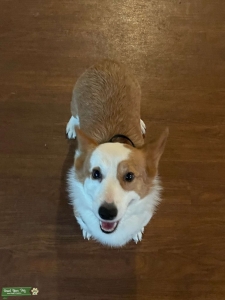Purebred red pembroke corgj Listing Image