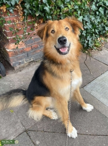German Shepard/Maremma sheepdog cross looking for mate Listing Image