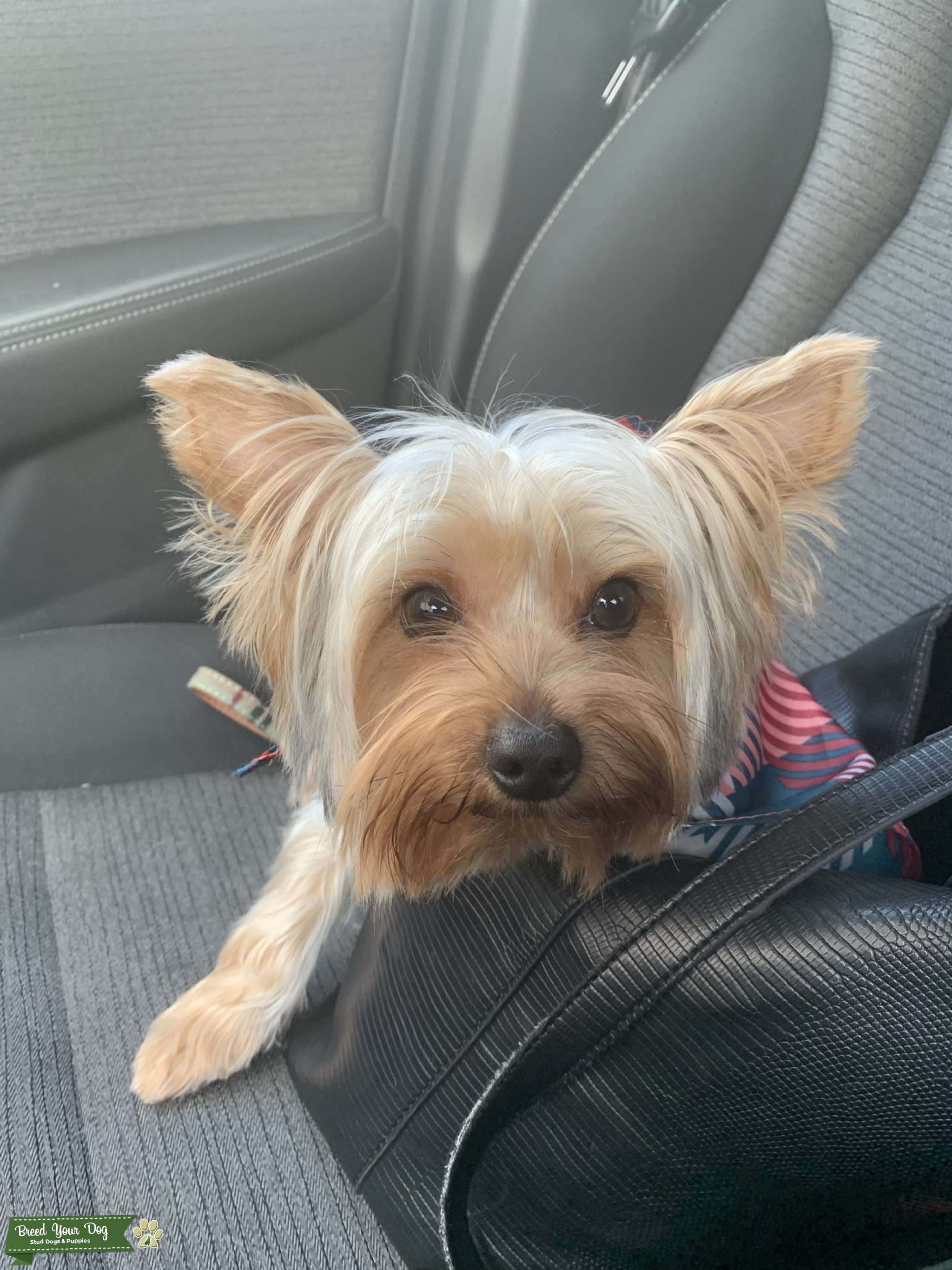 Stud services Stud Dog in , Thailand Breed Your Dog