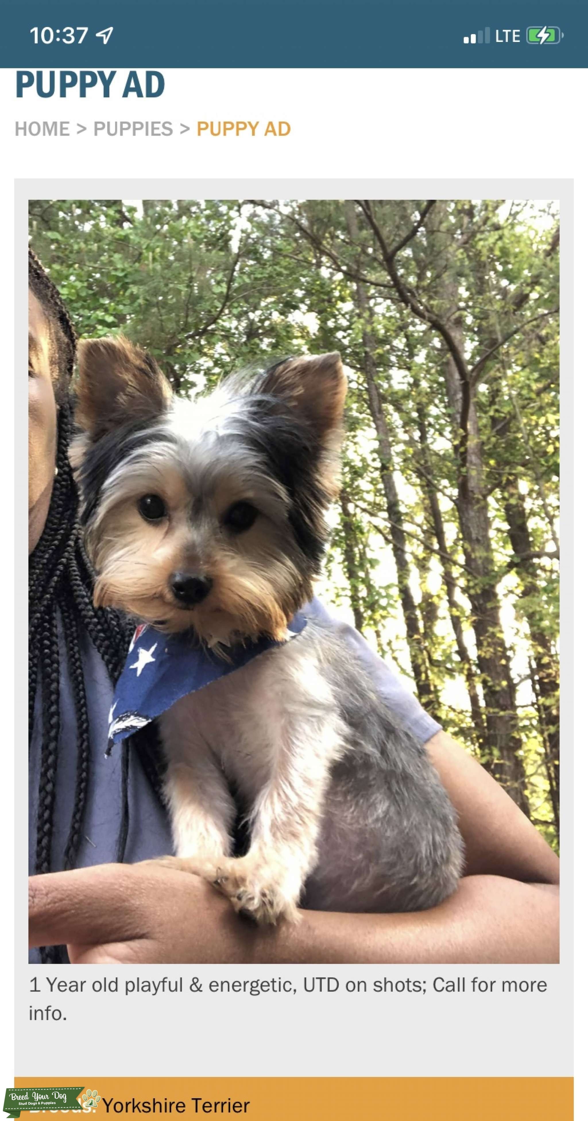 Stud services Stud Dog in , United States Breed Your Dog