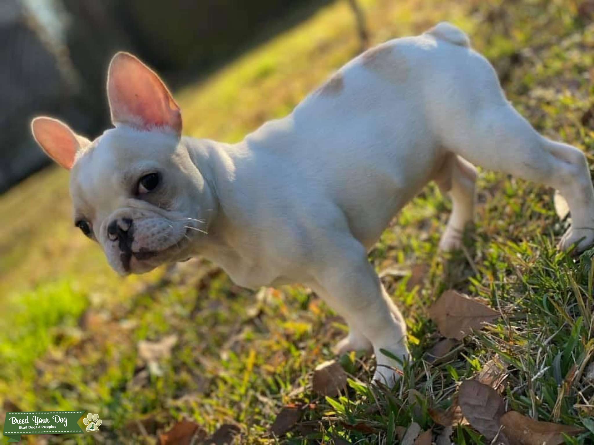 Fawn French Bulldog Stud Dog in Mississippi, the United States