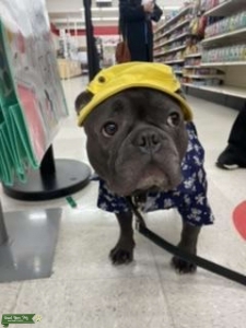 Male blue French bulldog  Listing Image