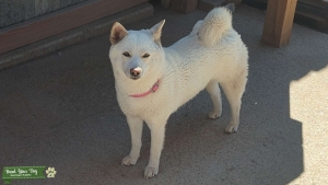 Female White Shiba Inu Listing Image