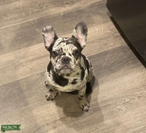 Merle frenchie stud Listing Image