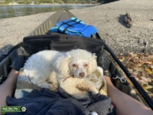 Toy poodle male stud Listing Image