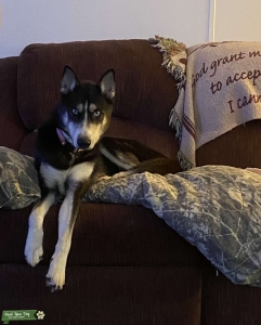 Looking for a Male to breed with my Female Listing Image