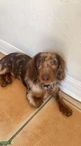 Dapple miniature long haired dachshund  Listing Image