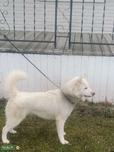 All-White Purebred Siberian Husky Stuf (1.5 years old) Listing Image