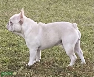 AKC Lilac Platinum French Bulldog full DNA available   Listing Image