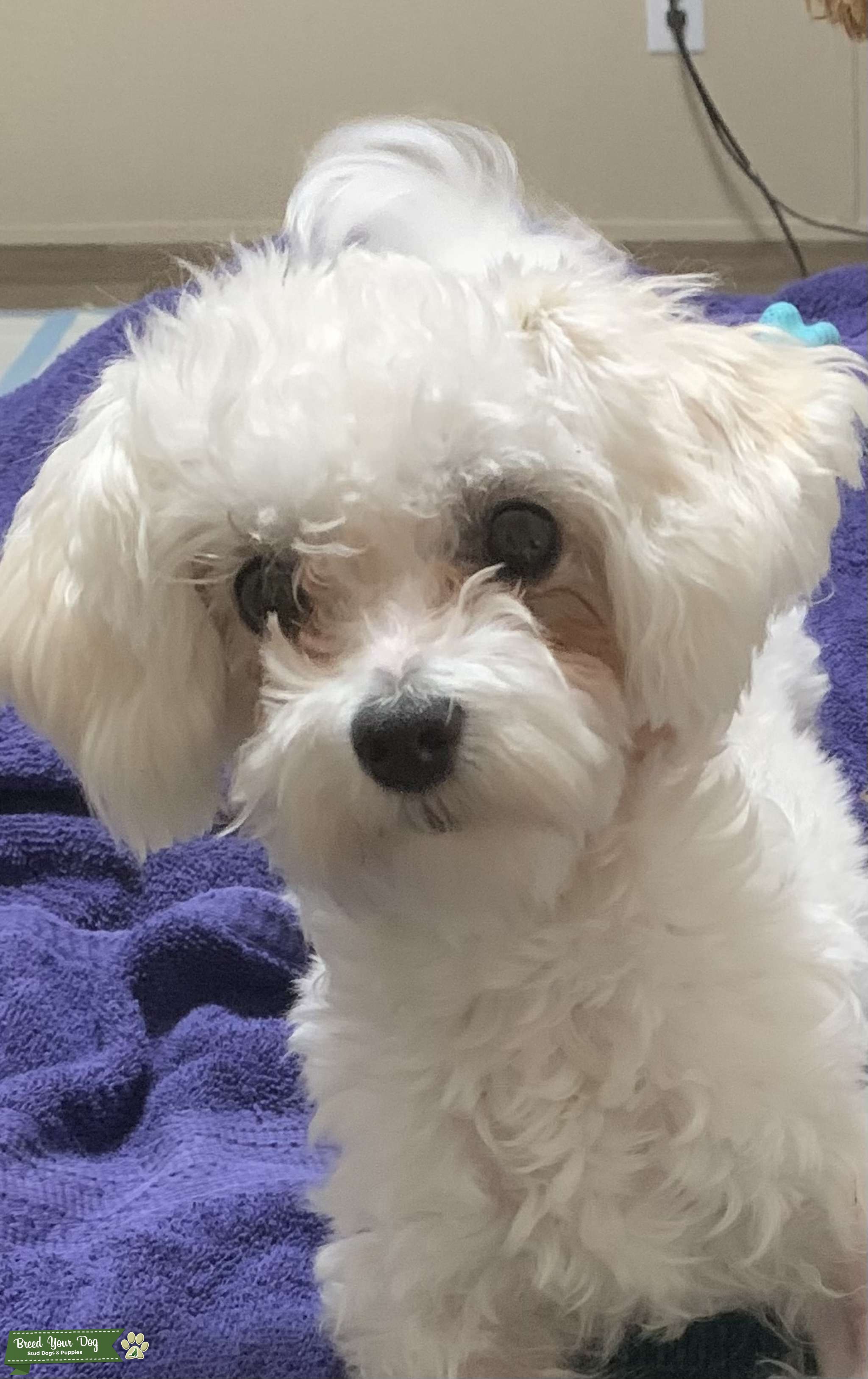 Male stud maltipoo Stud Dog in raleigh, United States Breed Your Dog