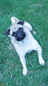 Pure Pug for Bos. Terrier or Frenchie! Listing Image