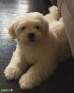 White 4 year old Maltese Listing Image