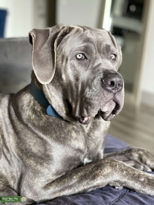 Champion bloodline - stud available  Listing Image