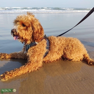 Sweet cavapoo stud Listing Image