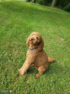 F2B Goldendoodle SE Indiana Listing Image
