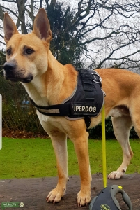 Stud dog  Listing Image