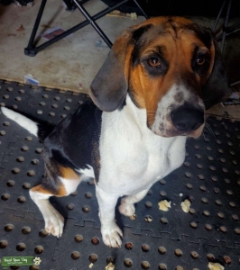 Foxhound cross Coonhound  Listing Image