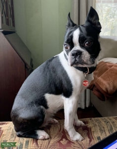 Black and White Female Boston Terrier Listing Image