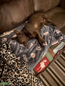 Beautiful Chiweenie Princess Listing Image