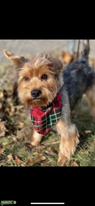 Yorkie Listing Image