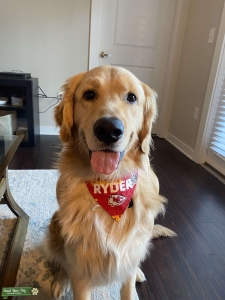 Male Golden Retriever AKC Listing Image