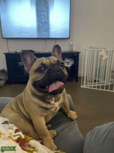 Frenchie stud Listing Image