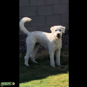 Golden doodle stud Listing Image