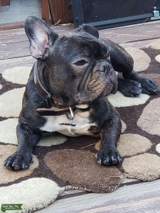 Brindle French Bulldog Listing Image