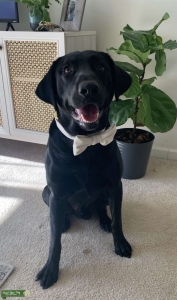 Black Labrador retriever  Listing Image