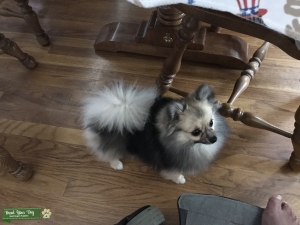 4 pound Pomeranian Listing Image