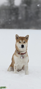Red Shiba Inu Male 2 years old looking to mate Listing Image