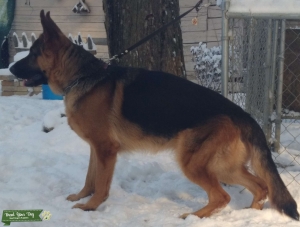 German Shepherd stud dogs  Listing Image