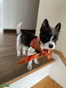 Morkie Listing Image