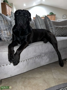 Cane corso Ready for stud  Listing Image